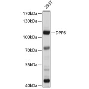 WB analysis of extracts of 293T cells, using DPP6 antibody (abx125781) at 1/1000 dilution.