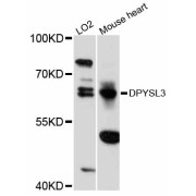 Western blot analysis of extracts of various cell lines, using DPYSL3 antibody (abx125782) at 1:3000 dilution.