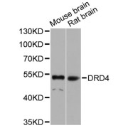 Western blot analysis of extracts of various cell lines, using DRD4 antibody (abx125784) at 1/1000 dilution.