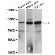 Western blot analysis of extracts of various cell lines, using DTL antibody (abx125788) at 1:3000 dilution.