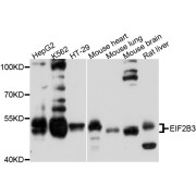 Western blot analysis of extracts of various cell lines, using EIF2B3 antibody (abx125805) at 1/1000 dilution.