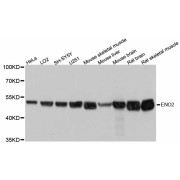 Western blot analysis of extracts of various cell lines, using ENO2 antibody (abx125813) at 1:3000 dilution.