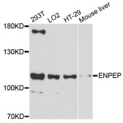 Western blot analysis of extracts of various cell lines, using ENPEP antibody (abx125814) at 1:3000 dilution.