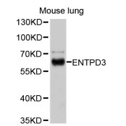 Western blot analysis of extracts of mouse lung, using ENTPD3 antibody (abx125817) at 1/1000 dilution.