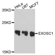 Western blot analysis of extracts of various cell lines, using EXOSC1 antibody (abx125829) at 1/1000 dilution.