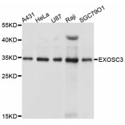 Western blot analysis of extracts of various cell lines, using EXOSC3 antibody (abx125831) at 1/1000 dilution.