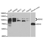 Western blot analysis of extracts of various cell lines, using EZH2 antibody (abx125832) at 1/1000 dilution.