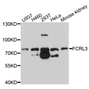 Western blot analysis of extracts of various cell lines, using FCRL3 antibody (abx125843) at 1/1000 dilution.