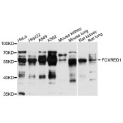 Western blot analysis of extracts of various cell lines, using FOXRED1 antibody (abx125851) at 1/1000 dilution.