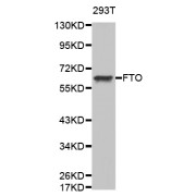 Western blot analysis of extracts of 293T cells, using FTO antibody (abx125855).