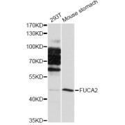 Western blot analysis of extracts of various cell lines, using FUCA2 antibody (abx125857) at 1/1000 dilution.