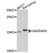 Western blot analysis of extracts of various cell lines, using GADD45G antibody (abx125869) at 1/1000 dilution.