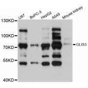 Western blot analysis of extracts of various cell lines, using GLIS3 antibody (abx125880) at 1:3000 dilution.