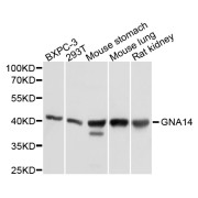 Western blot analysis of extracts of various cell lines, using GNA14 antibody (abx125886) at 1/1000 dilution.