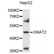 Western blot analysis of extracts of HepG2 cells, using GNAT2 antibody (abx125887) at 1/1000 dilution.