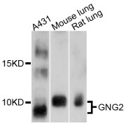 Western blot analysis of extracts of various cell lines, using GNG2 antibody (abx125889) at 1/1000 dilution.