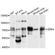 Western blot analysis of extracts of various cell lines, using GRK4 antibody (abx125908) at 1/1000 dilution.