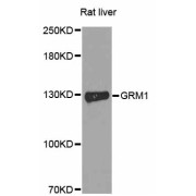 Western blot analysis of extracts of rat liver, using GRM1 antibody (abx125909) at 1/1000 dilution.