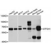 Western blot analysis of extracts of various cell lines, using GTF2H1 antibody (abx125920) at 1/1000 dilution.