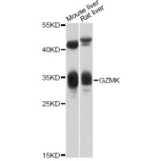 Western blot analysis of extracts of various cell lines, using GZMK antibody (abx125923) at 1/1000 dilution.