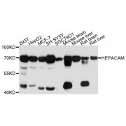 Western blot analysis of extracts of various cell lines, using HEPACAM antibody (abx125936) at 1:3000 dilution.