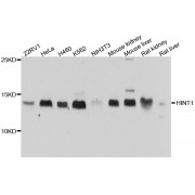 Western blot analysis of extracts of various cell lines, using HINT1 antibody (abx125941) at 1/1000 dilution.