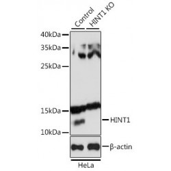 Histidine Triad Nucleotide Binding Protein 1 (HINT1) Antibody