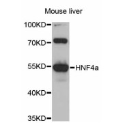 Western blot analysis of extracts of mouse liver, using HNF4a antibody (abx125957) at 1/1000 dilution.