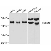 Western blot analysis of extracts of various cell lines, using HOXC10 antibody (abx125960) at 1/1000 dilution.