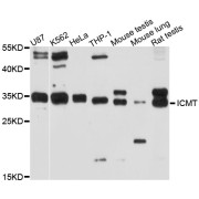 Western blot analysis of extracts of various cell lines, using ICMT antibody (abx125977) at 1/1000 dilution.