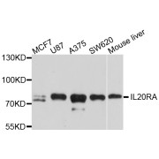 Western blot analysis of extracts of various cell lines, using IL20RA antibody (abx125997) at 1/1000 dilution.