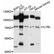 Western blot analysis of extracts of various cell lines, using ILVBL antibody (abx126001) at 1:3000 dilution.