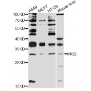 Western blot analysis of extracts of various cell lines, using ING2 antibody (abx126007) at 1:3000 dilution.