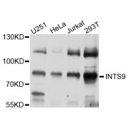 Western blot analysis of extracts of various cell lines, using INTS9 antibody (abx126009) at 1/1000 dilution.