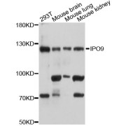 Western blot analysis of extracts of various cell lines, using IPO9 antibody (abx126013) at 1:3000 dilution.