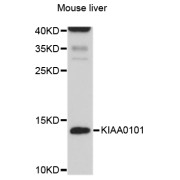 Western blot analysis of extracts of mouse liver, using KIAA0101 antibody (abx126052) at 1/1000 dilution.