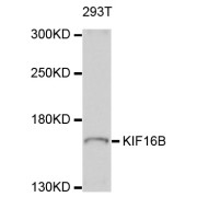 Western blot analysis of extracts of 293T cells, using KIF16B antibody (abx126055) at 1/1000 dilution.