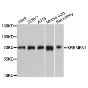 Western blot analysis of extracts of various cell lines, using KREMEN1 antibody (abx126068) at 1/1000 dilution.