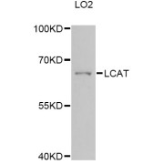 Western blot analysis of extracts of LO2 cells, using LCAT Antibody (abx126084) at 1:3000 dilution.