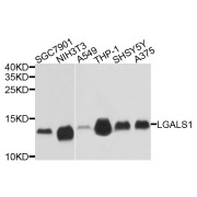 Western blot analysis of extracts of various cell lines, using LGALS1 antibody (abx126090) at 1/1000 dilution.