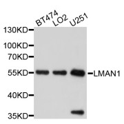 Western blot analysis of extracts of various cell lines, using LMAN1 antibody (abx126099) at 1/1000 dilution.