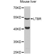 Western blot analysis of extracts of mouse liver, using LTBR Antibody (abx126106) at 1:3000 dilution.