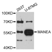 Western blot analysis of extracts of various cell lines, using MANEA antibody (abx126114) at 1/1000 dilution.