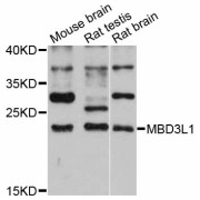 Western blot analysis of extracts of various cell lines, using MBD3L1 antibody (abx126134) at 1:3000 dilution.