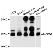 Western blot analysis of extracts of various cell lines, using MCFD2 antibody (abx126138) at 1/1000 dilution.