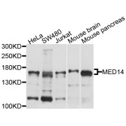 Western blot analysis of extracts of various cell lines, using MED14 antibody (abx126139) at 1/1000 dilution.