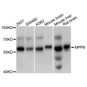 Western blot analysis of extracts of various cell lines, using MPP6 antibody (abx126183) at 1/1000 dilution.