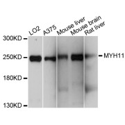 Western blot analysis of extracts of various cell lines, using MYH11 antibody (abx126210) at 1/1000 dilution.