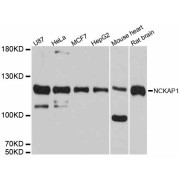 Western blot analysis of extracts of various cell lines, using NCKAP1 antibody (abx126227) at 1:3000 dilution.