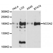 Western blot analysis of extracts of various cell lines, using NCOA2 antibody (abx126228) at 1/1000 dilution.